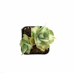 Dwarf Butterfly Agave - Succulent - Root Bridges | Buy Plants Online