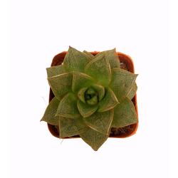 Echeveria Purpusorum - Succulent - Root Bridges | Buy Plants Online