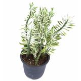 Devil's Back Bone - Succulent - Root Bridges | Buy Plants Online