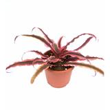Red Cryptanthus - Foliage Plants - Root Bridges | Buy Plants Online