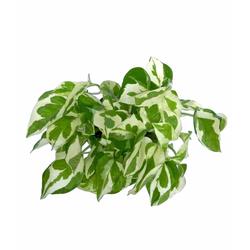 N'Joy Money Plant - Foliage Plants - Root Bridges | Buy Plants Online