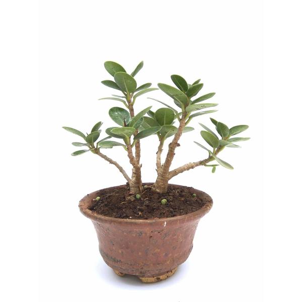 Ficus Mame Bonsai - Foliage Plants - Root Bridges | Buy Plants Online