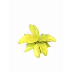 Philodendron Ceylon Gold - Foliage Plants - Root Bridges | Buy Plants Online