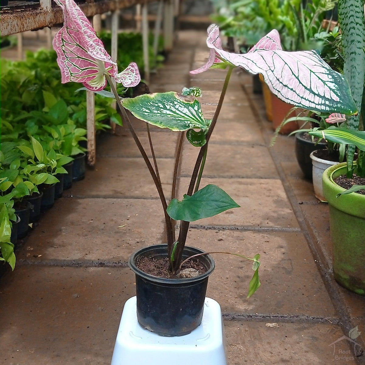 Caladium 'Pink Symphony'-Foliage Plants-Root Bridges