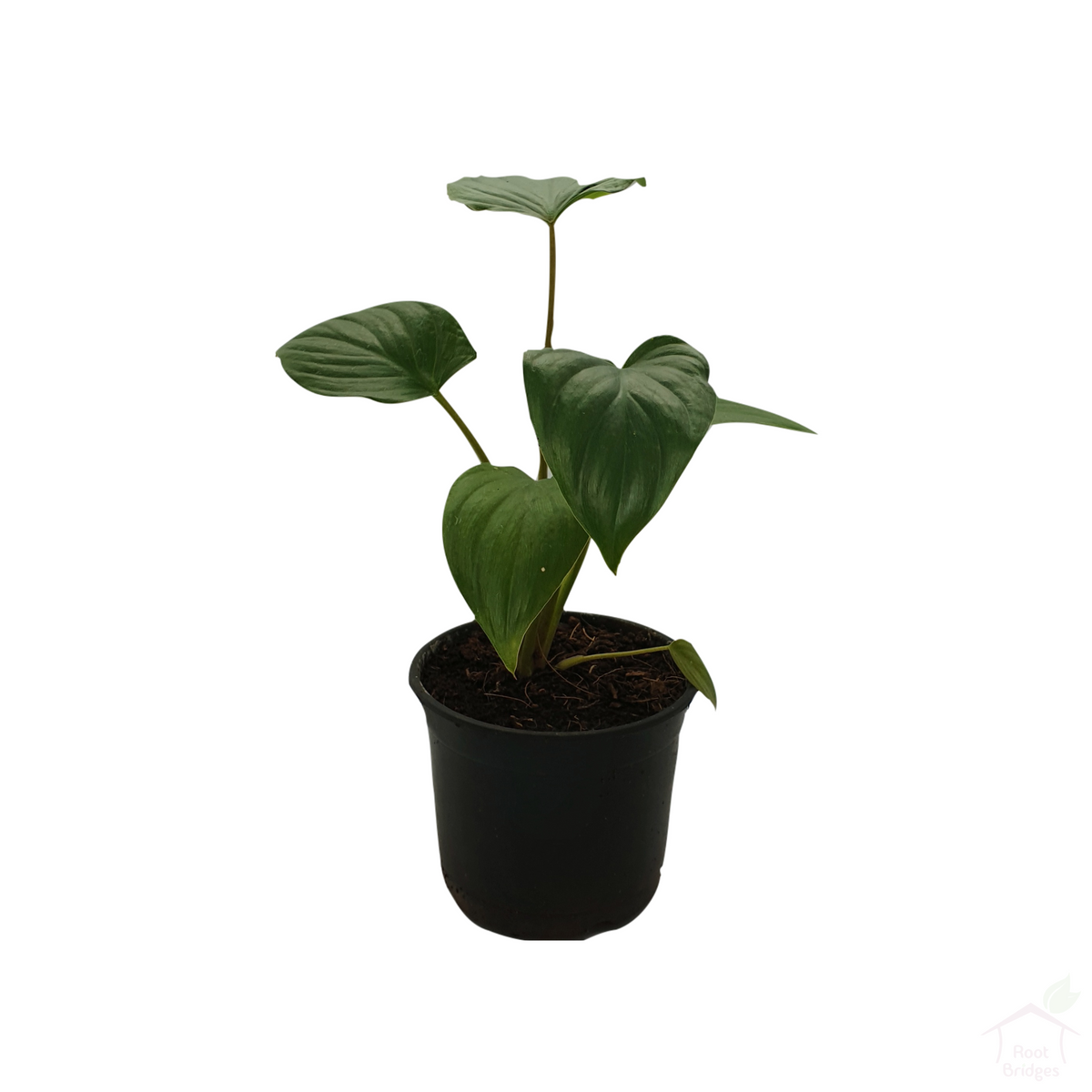 Homalomena Maggy Plant-Foliage Plants-Root Bridges