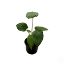 Homalomena Maggy Plant-Foliage Plants-Root Bridges