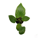 Homalomena Maggy Plant-Foliage Plants-Root Bridges