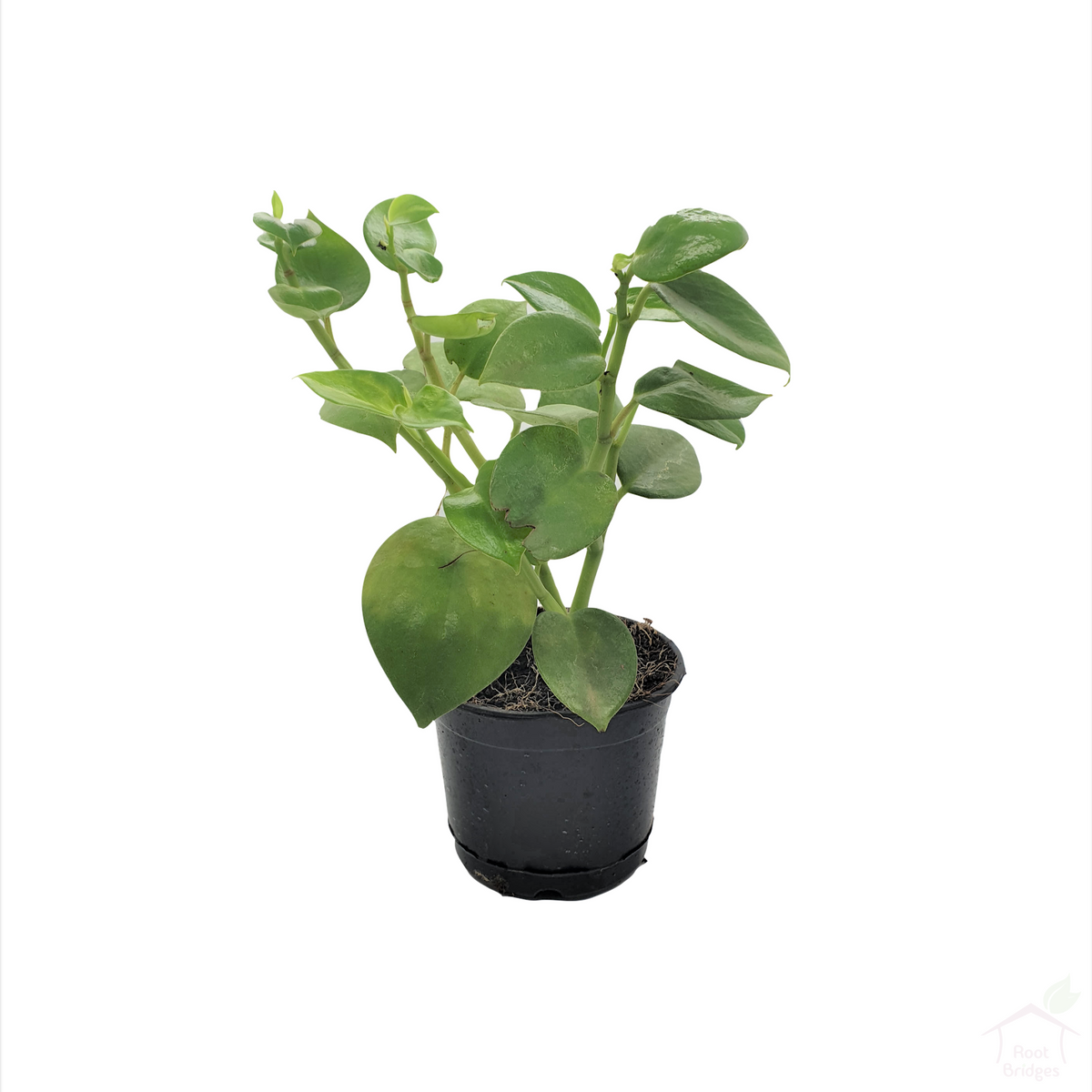 Peperomia Serpens Creeper Plant-Foliage Plants-Root Bridges