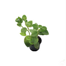 Peperomia Serpens Creeper Plant-Foliage Plants-Root Bridges