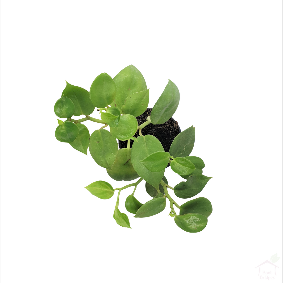 Peperomia Serpens Creeper Plant-Foliage Plants-Root Bridges
