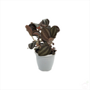 Red Pilea Friendship Plant-Foliage Plants-Root Bridges