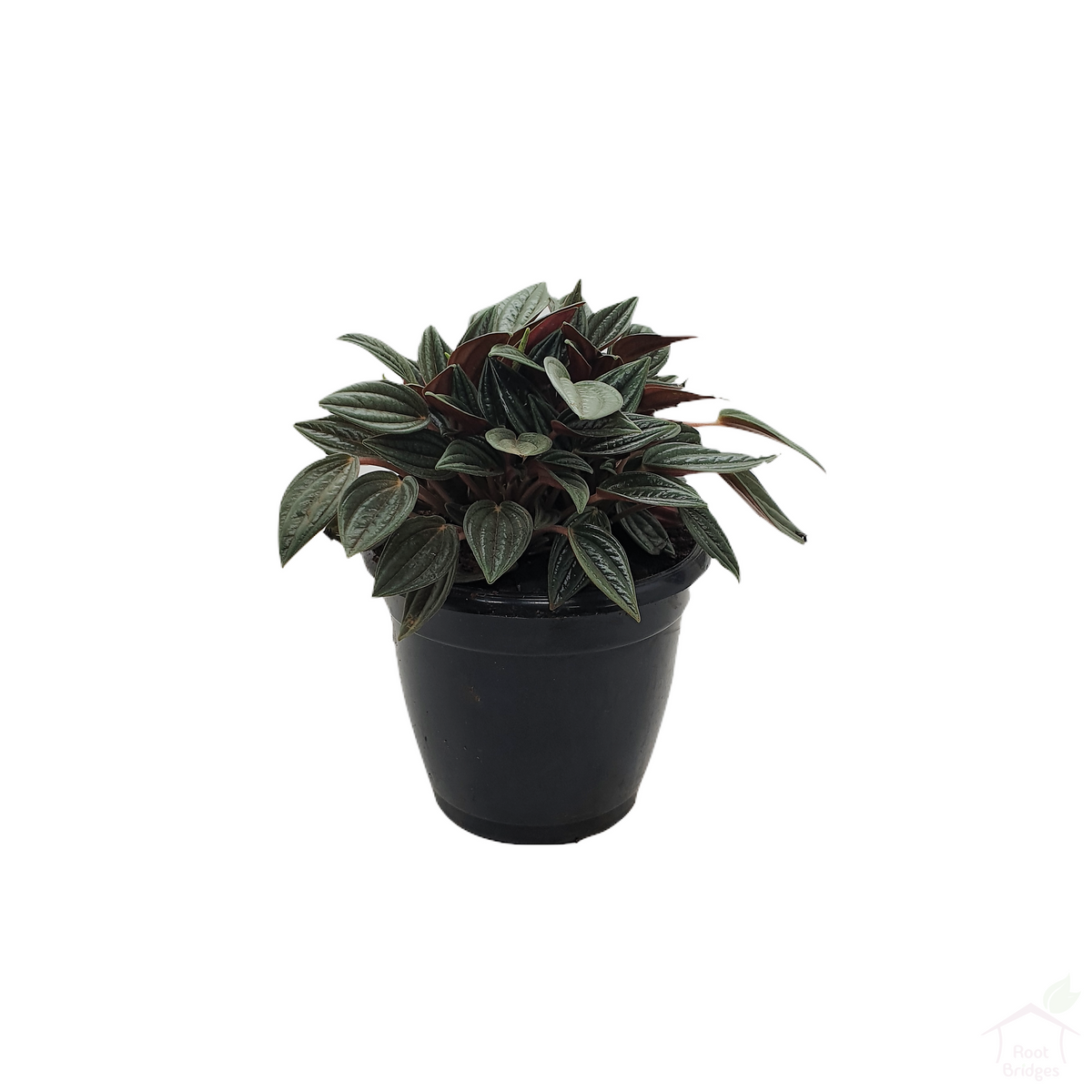 Peperomia Rosso-Foliage Plants-Root Bridges