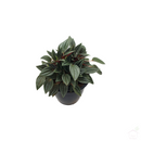 Peperomia Rosso-Foliage Plants-Root Bridges