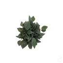 Peperomia Rosso-Foliage Plants-Root Bridges