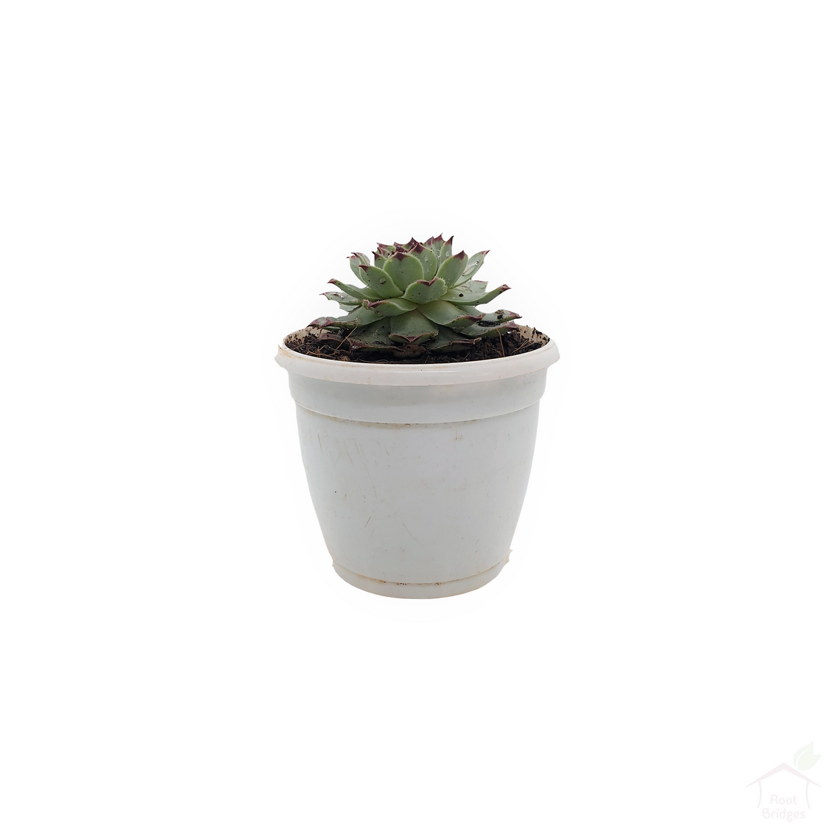 Red Sempervivum-Succulent-Root Bridges