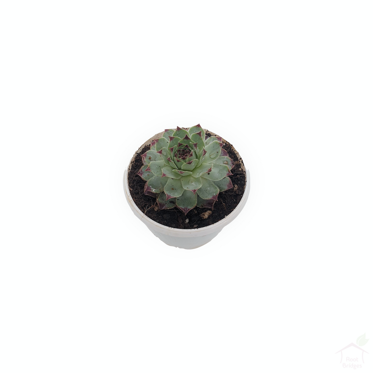 Red Sempervivum-Succulent-Root Bridges