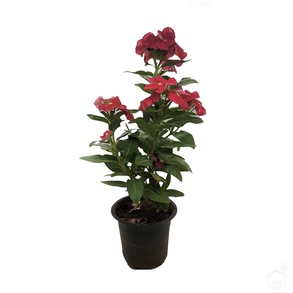 Periwinkle Vinca Plant (Assorted Colours)-Flowering Plants-Root Bridges