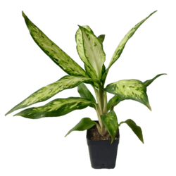 Dieffenbachia 'Leopard Lily' Indoor Plant - Foliage Plants - Root Bridges | Buy Plants Online
