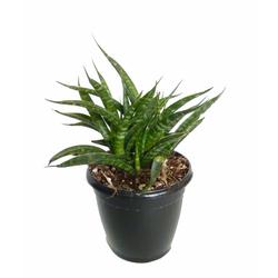 Snake Plant 'Mikado Mini' - Foliage Plants - Root Bridges | Buy Plants Online