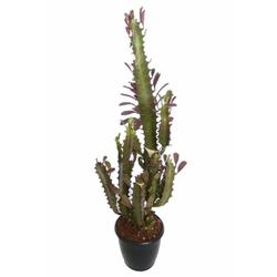Euphorbia Rubra Cactus - Succulent - Root Bridges | Buy Plants Online