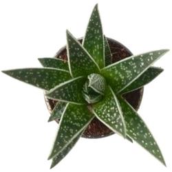 Aloe 'Tiki Tahi' Succulent - Succulent - Root Bridges | Buy Plants Online