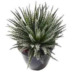 Aloe Haworthioides Succulent - Succulent - Root Bridges | Buy Plants Online