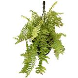 Boston Fern Indoor Plant - Foliage Plants - Root Bridges | Buy Plants Online
