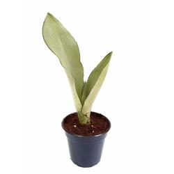 Snake Plant 'Moonshine' - Foliage Plants - Root Bridges | Buy Plants Online
