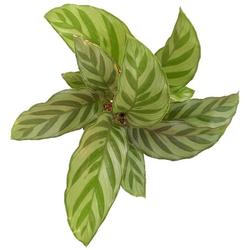 Calathea Concinna Plant - Foliage Plants - Root Bridges | Buy Plants Online