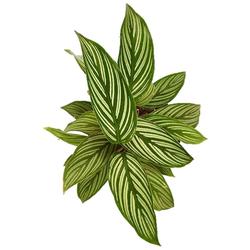 Calathea Vittata Plant - Foliage Plants - Root Bridges | Buy Plants Online