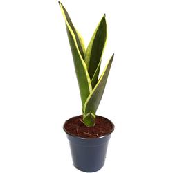 Snake Plant 'Black Jack' - Foliage Plants - Root Bridges | Buy Plants Online