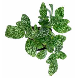Green Fittonia Plant - Foliage Plants - Root Bridges | Buy Plants Online