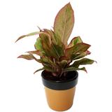 Lipstick Aglaonema Indoor Plant