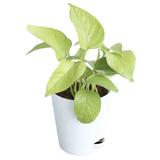 Golden Money Plant