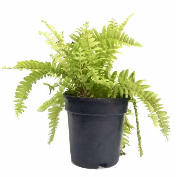 Boston Fern Indoor Plant - Foliage Plants - Root Bridges | Buy Plants Online