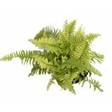 Boston Fern Indoor Plant - Foliage Plants - Root Bridges | Buy Plants Online