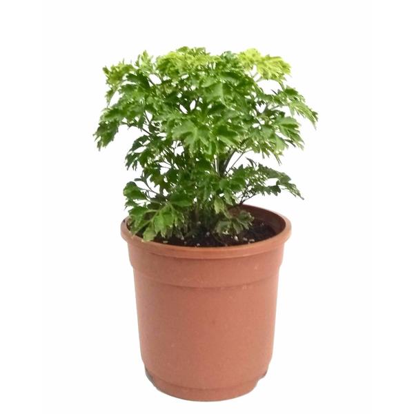 Aralia Indoor Plant - Foliage Plants - Root Bridges | Buy Plants Online