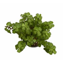 Green Jade Lucky Feng Shui Plant - Foliage Plants - Root Bridges | Buy Plants Online