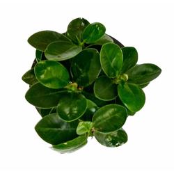 Ficus Microcarpa - Foliage Plants - Root Bridges | Buy Plants Online