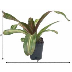 Bromeliad Neoregelia Zoe - Foliage Plants - Root Bridges | Buy Plants Online