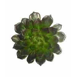 Echeveria 'Black Prince' Succulent Plant - Succulent - Root Bridges | Buy Plants Online