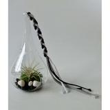 Tillandsia Air Plant Terrarium in a Glass Drop - Flowering Plants - Root Bridges | Buy Plants Online