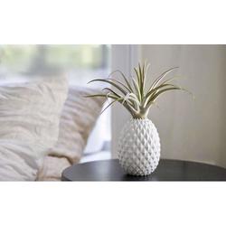 Pineapple Tillandsia Air Plant in Geometric Ceramic Pot - Foliage Plants - Root Bridges | Buy Plants Online