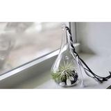 Tillandsia Air Plant Terrarium in a Glass Drop - Flowering Plants - Root Bridges | Buy Plants Online