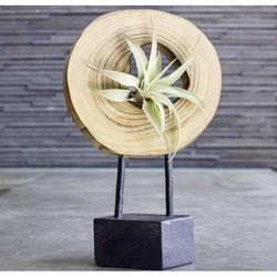 Tillandsia Air Plant on Wooden Artifact - Flowering Plants - Root Bridges | Buy Plants Online