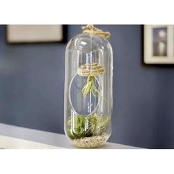 Tillandsia Three Air Plants Terrarium in Glass Tube Pot - Flowering Plants - Root Bridges | Buy Plants Online