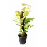 Indoor Golden Money Plant - Foliage Plants - Root Bridges | Buy Plants Online