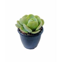 Echeveria Green Spoon Succulent - Succulent - Root Bridges | Buy Plants Online