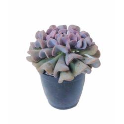 Echeveria Topsy Turvy Succulent - Succulent - Root Bridges | Buy Plants Online
