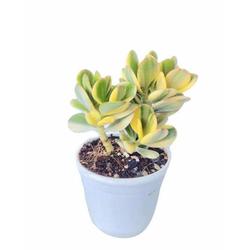 Crassula Ovata Variegated Succulent - Succulent - Root Bridges | Buy Plants Online